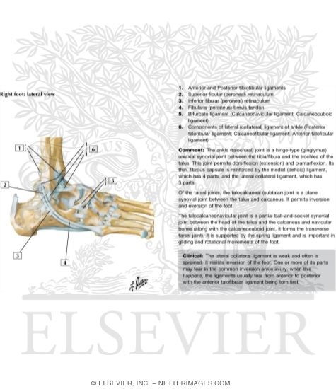Watermarked preview of labeled image: Lateral Ligaments of Ankle