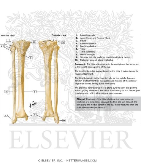 tibia and fibula