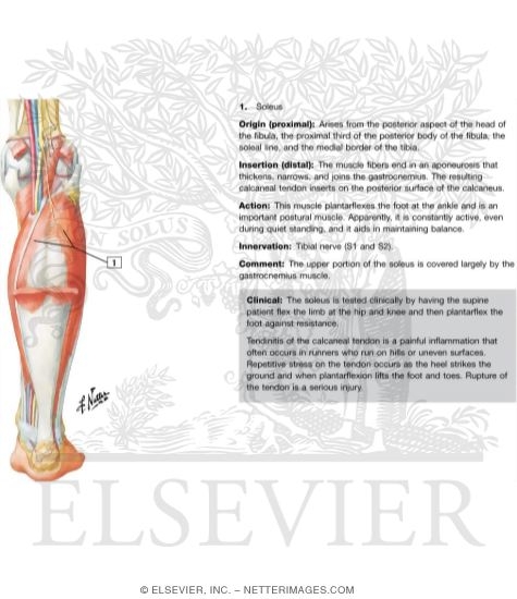 Muscles of Leg (Intermediate Dissection): Posterior View