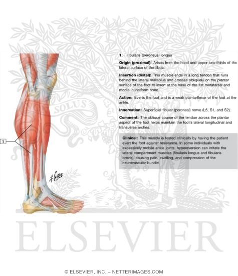 Muscles of Leg: Lateral View