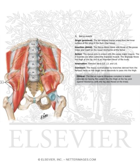 The Iliopsoas MusclePsoas and Iliacus Muscles
