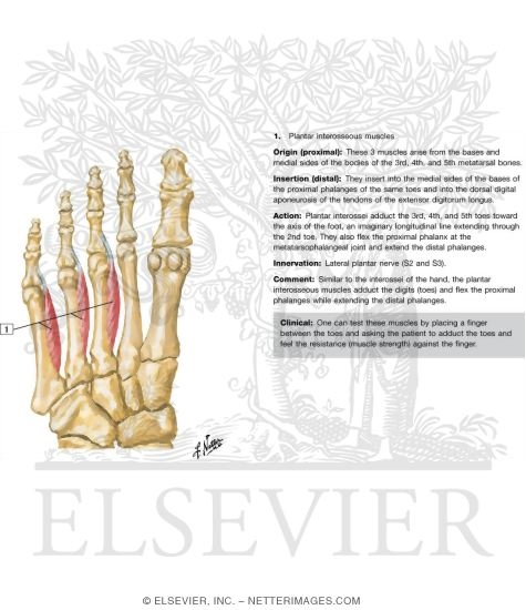Interosseous Muscles of Foot
Muscles: Fourth Plantar Layer