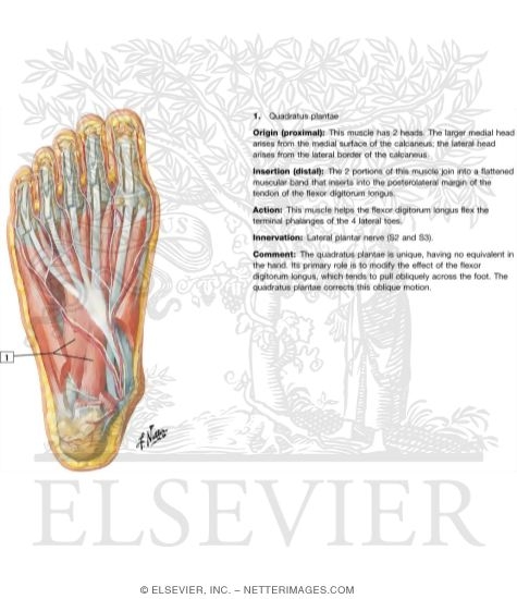 Watermarked preview of labeled image: Muscles of Sole of Foot: Second Layer