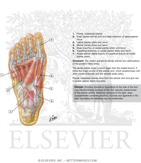 Muscles of Sole of Foot: Third Layer