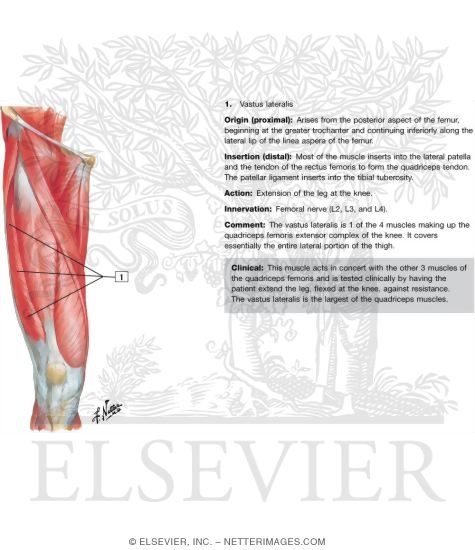 Anterior Thigh