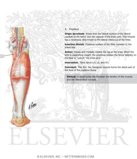 Watermarked preview of labeled image: Muscles of Leg (Intermediate Dissection): Posterior View