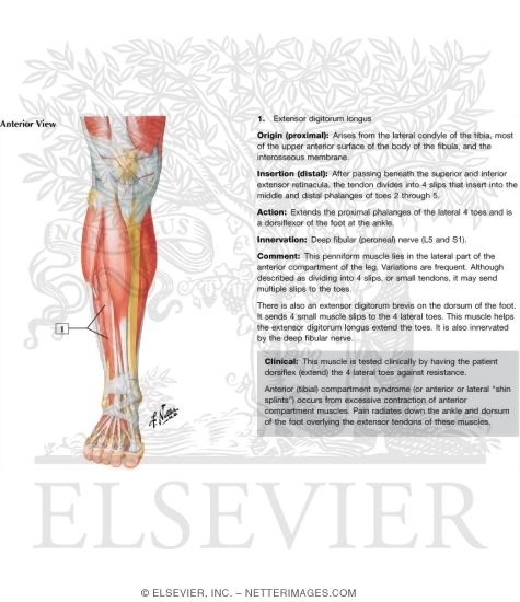 Watermarked preview of labeled image: Muscles of Leg (Superificial Dissection): Anterior View