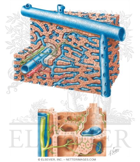 Watermarked preview of unlabeled image: Liver Structure: Schema