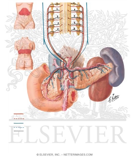 Autonomic Innervation of Pancreas: Schema