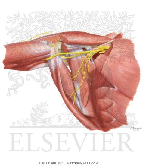 Nervus axillaris анатомия