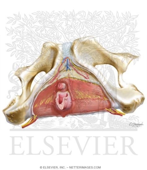 Deep Perineal Space