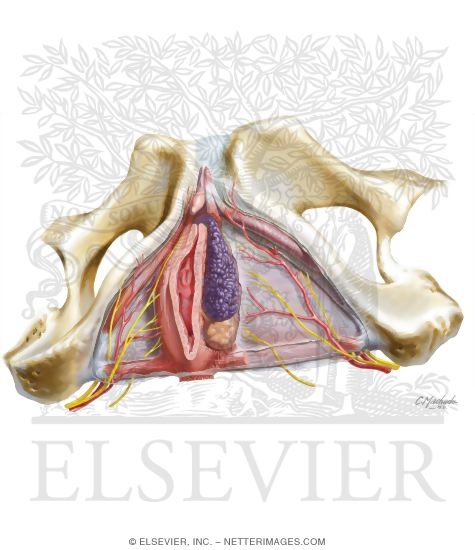 Superficial Perineal Space