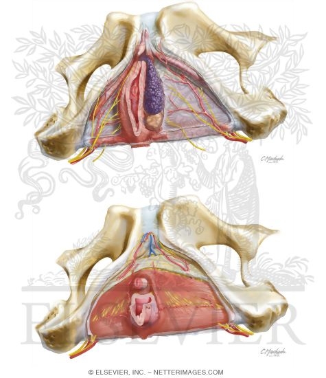 Female Perineal Spaces
