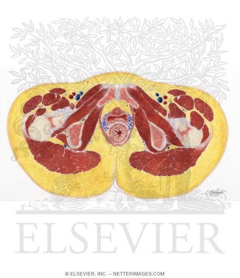 Female Pelvis: Cross Section