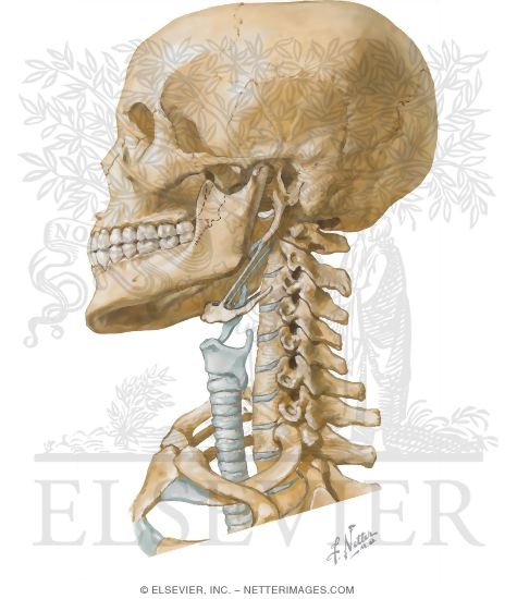 Bony Framework of Head and Neck