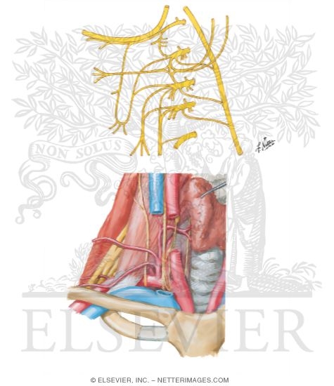 Watermarked preview of unlabeled image: Nerves and Vessels of Neck