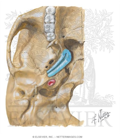 Auditory (Pharyngotympanic, Eustacian) Tube