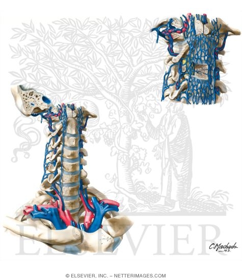 Veins of the Vertebral Column: Vertebral Veins