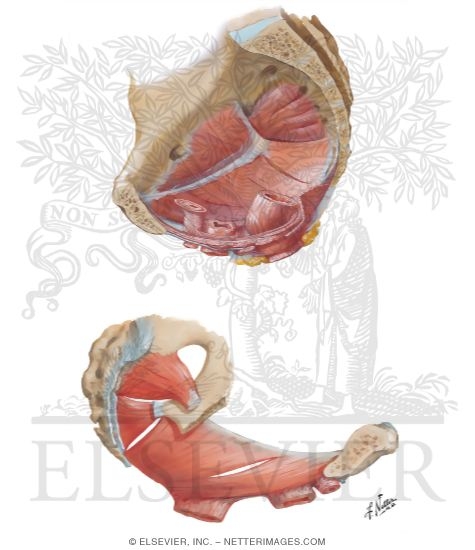 Watermarked preview of unlabeled image: Pelvic Diaphragm: Female