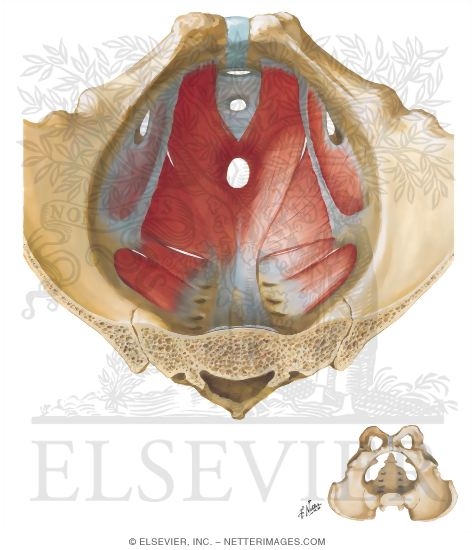 Watermarked preview of unlabeled image: Pelvic Diaphragm: Male