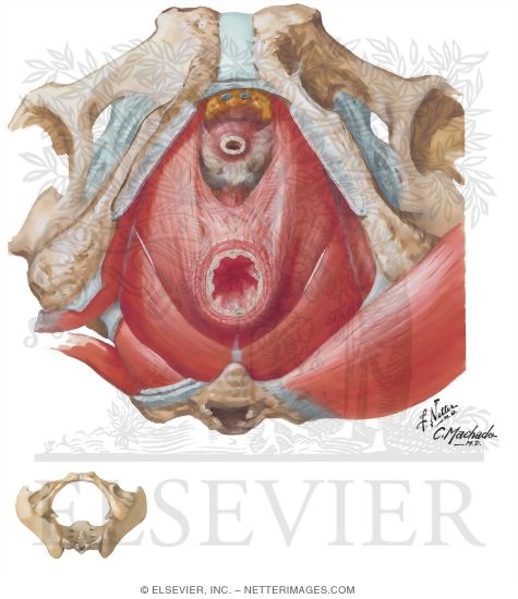 Watermarked preview of unlabeled image: Pelvic Diaphragm: Male