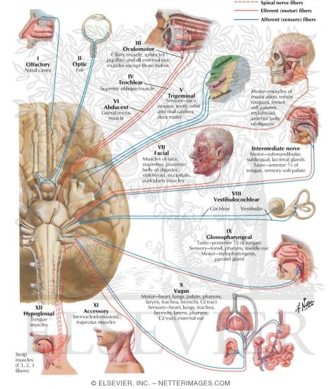 Watermarked preview of labeled image: Cranial Nerves (Motor and Sensory Distribution): Schema