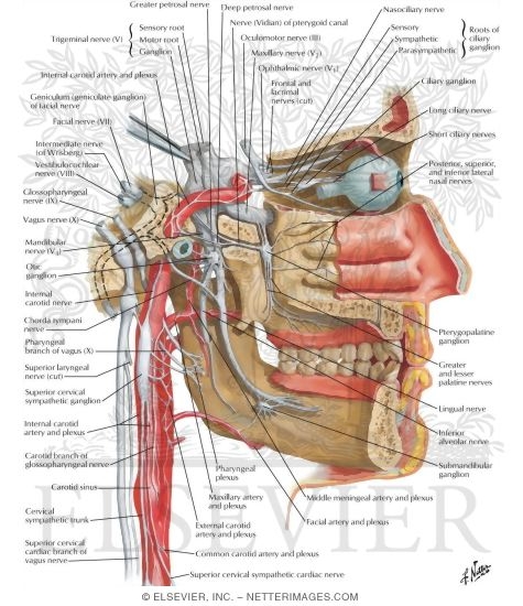 Watermarked preview of labeled image: Autonomic Nerves in Head