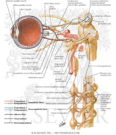 Ciliary Ganglion: Schema
Innervation of the Intrinsic Eye Muscles
Ciliary Ganglion: Schema