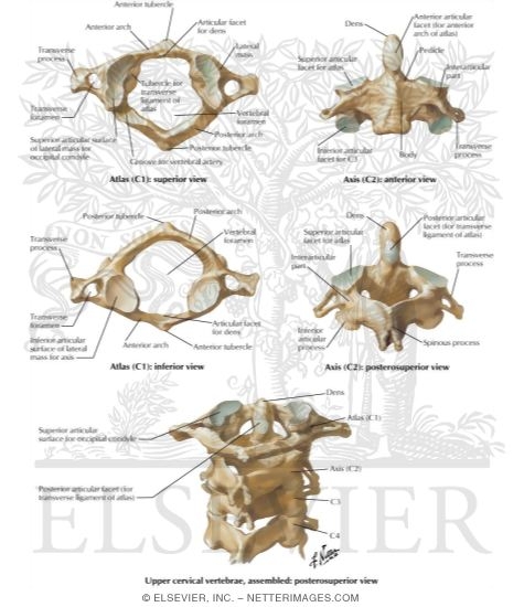 Cervical Vertebrae: Atlas and Axis
Spine: Osteology