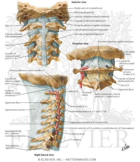 Watermarked preview of labeled image: External Craniocervical Ligaments