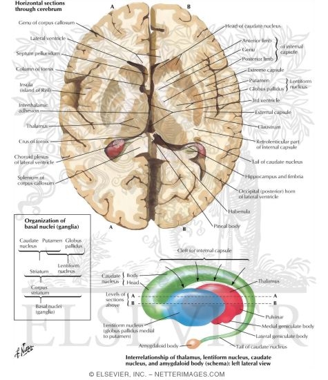 Basal Ganglia
Basal Nuclei (Ganglia)