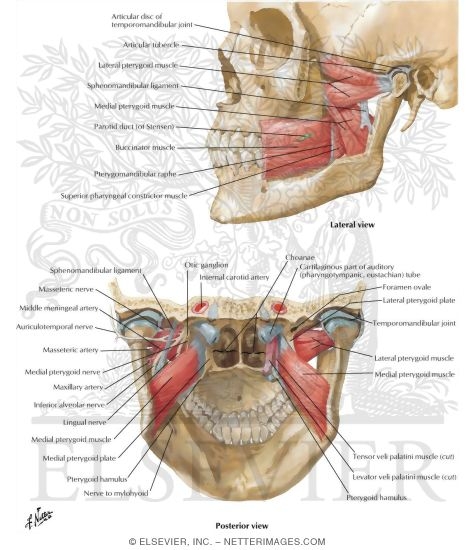 Watermarked preview of labeled image: Muscles Involved in Mastication