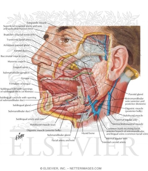 Salivary Glands