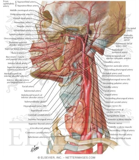 Arteries of Oral and Pharyngeal Regions
Arterial Supply of the Mouth and Pharynx
Blood Supply of the Mouth and Pharynx
Muscles of Pharynx: Lateral View