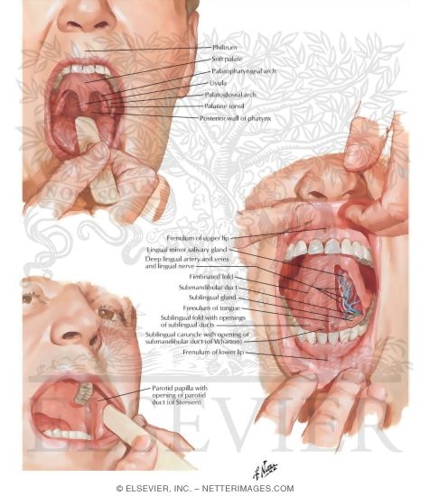 Watermarked preview of labeled image: Oral Cavity 
Inspection of Oral Cavity 