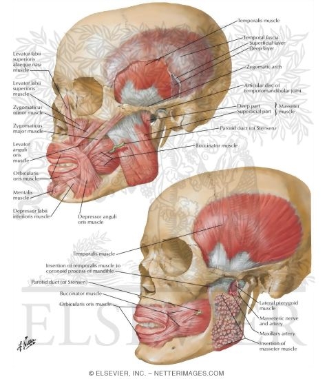 Muscles Involved In Mastication
