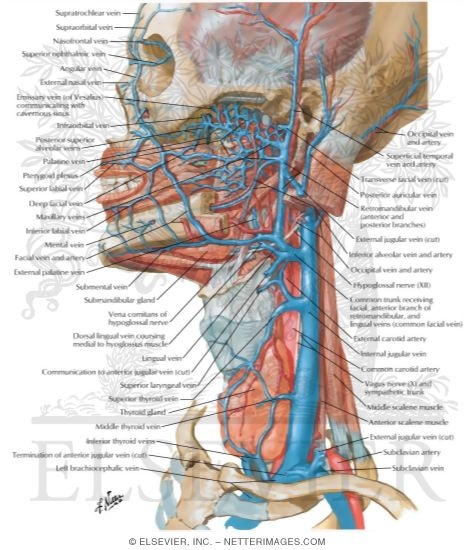 Veins of Oral and Pharyngeal Regions
Venous Drainage of the Mouth and Pharynx
