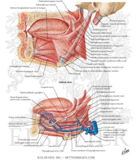 Watermarked preview of labeled image: Muscles Controlling the Tongue
Tongue