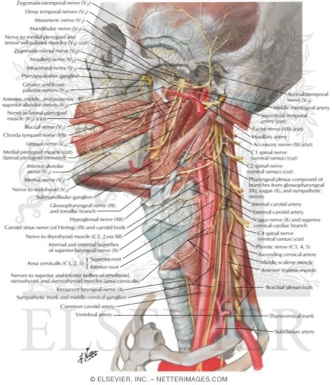 Nerves of Oral and Pharyngeal Regions
Nerve Supply of the Mouth and Pharynx