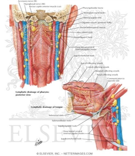 Lymphatic Drainage of Mouth and Pharynx
Lymph Vessles and Nodes of Pharynx and Tongue