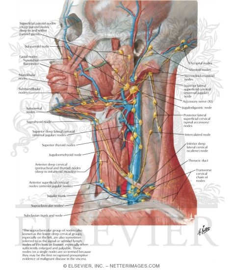 Lymph Vessels and Nodes of Head and Neck
Lymphatic Drainage of Mouth and Pharynx