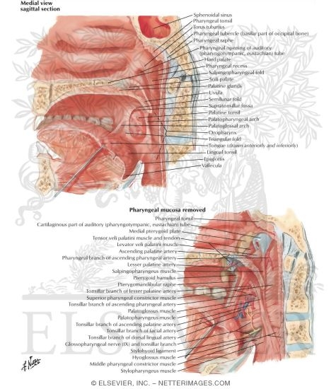 Fauces
Fauces and Tonsils