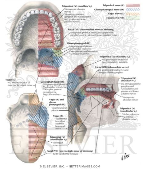 Zones of Sensory Nerve Supply
Nerve Supply of Mouth and Pharynx
Afferent Innervation of Mouth and Pharynx