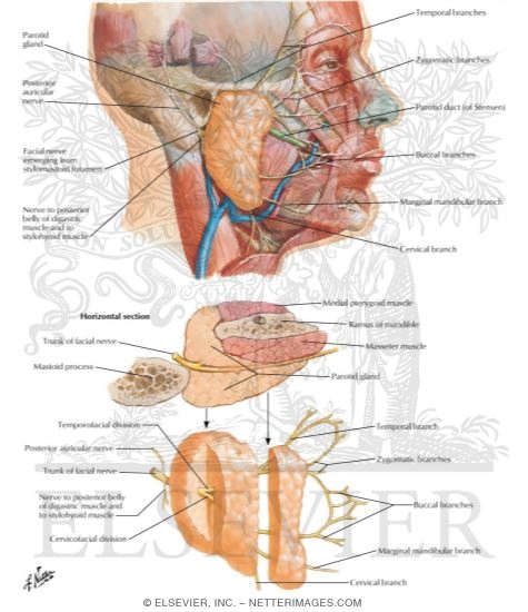 Watermarked preview of labeled image: Relations of Parotid Gland and Facial Nerve
Facial Nerve Branches and Parotid Gland
