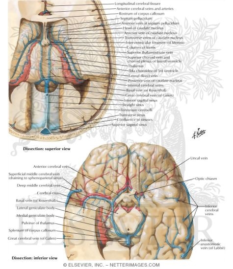 Deep Veins of Brain