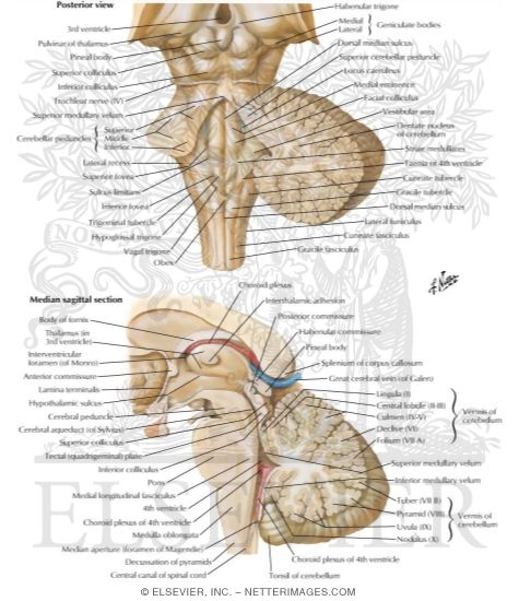 Fourth Ventricle and Cerebellum