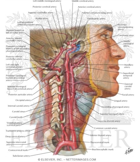 Watermarked preview of labeled image: Arteries to Brain and Meninges