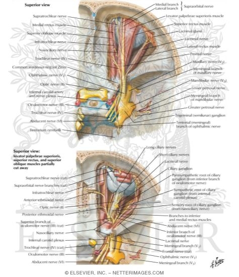 Nerves of Orbit