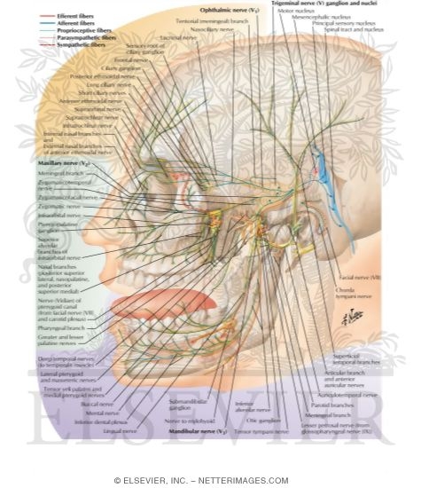 Trigeminal (V) Nerve