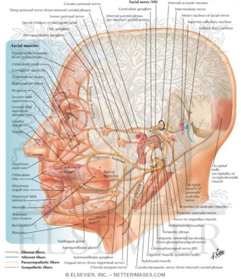Facial nerve (VII)